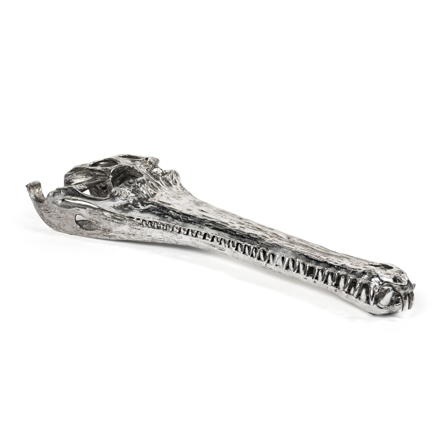 Prehistoric Fossil, Decorative Accessory