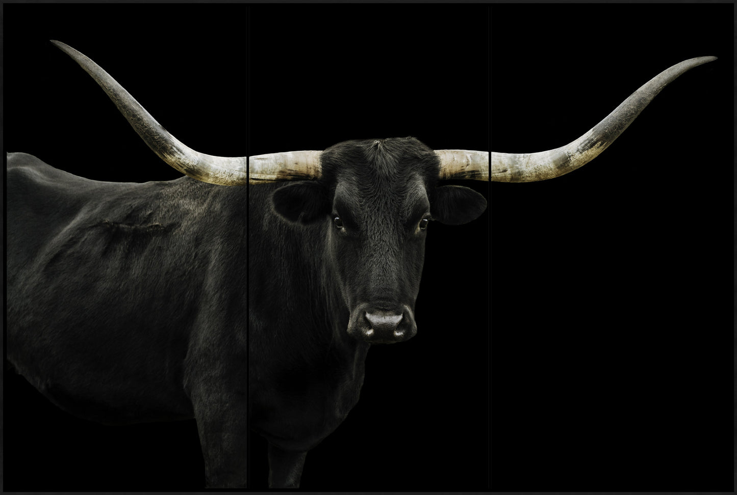 Black Long Horn Triptych(Set of 3- 24 x 48)