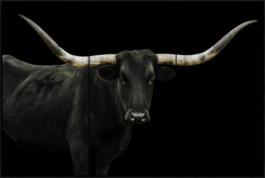 Black Long Horn Triptych(Set of 3- 24 x 48)