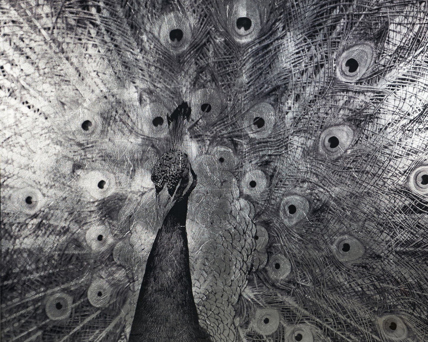 NAHLA COURTSHIP - 48" X 48" - CHARCOAL FRAME