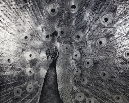 NAHLA COURTSHIP - 48" X 48" - CHARCOAL FRAME