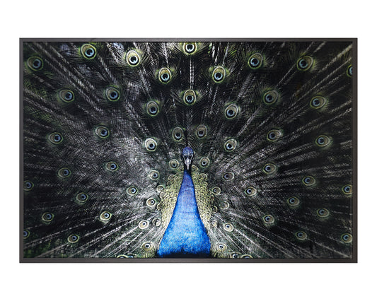 NAHLA BRILLIANT PLUMAGE - 72" X 48" - CHARCOAL FRAME