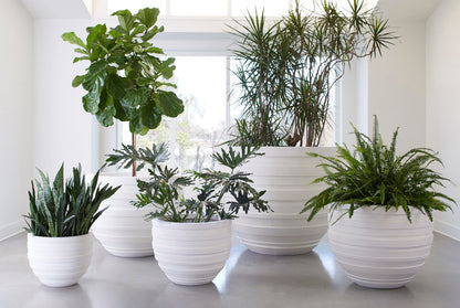June Planter, White, SM