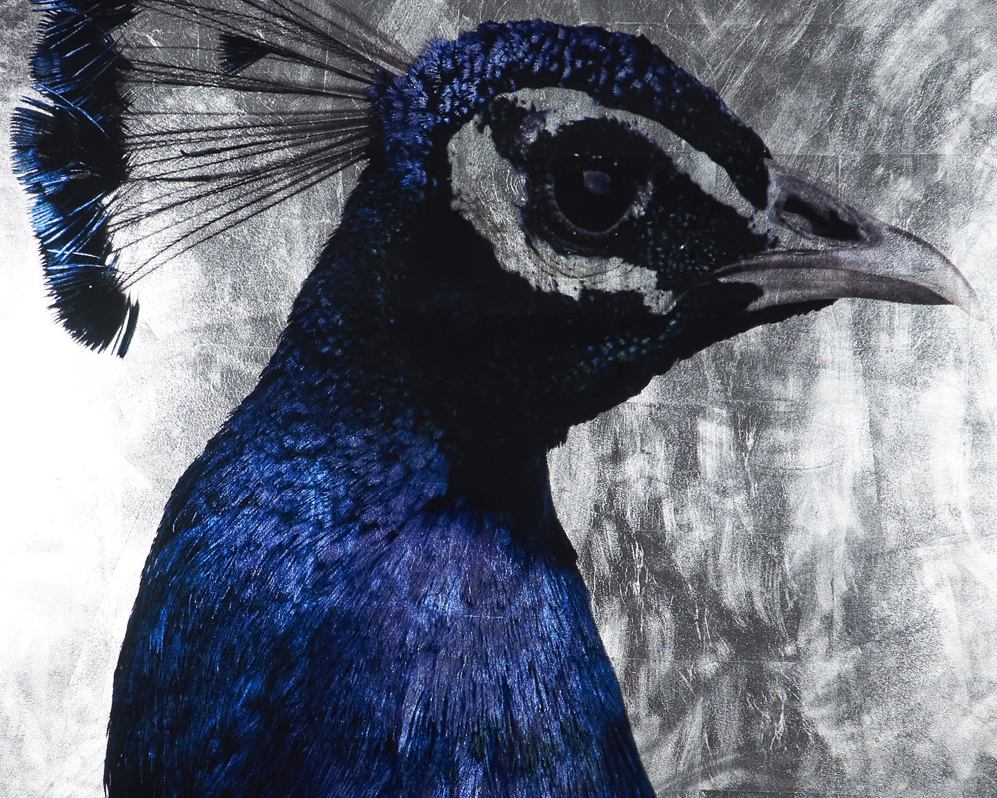 NAHLA THE PEACOCK - 48" X 72" - CHARCOAL FRAME