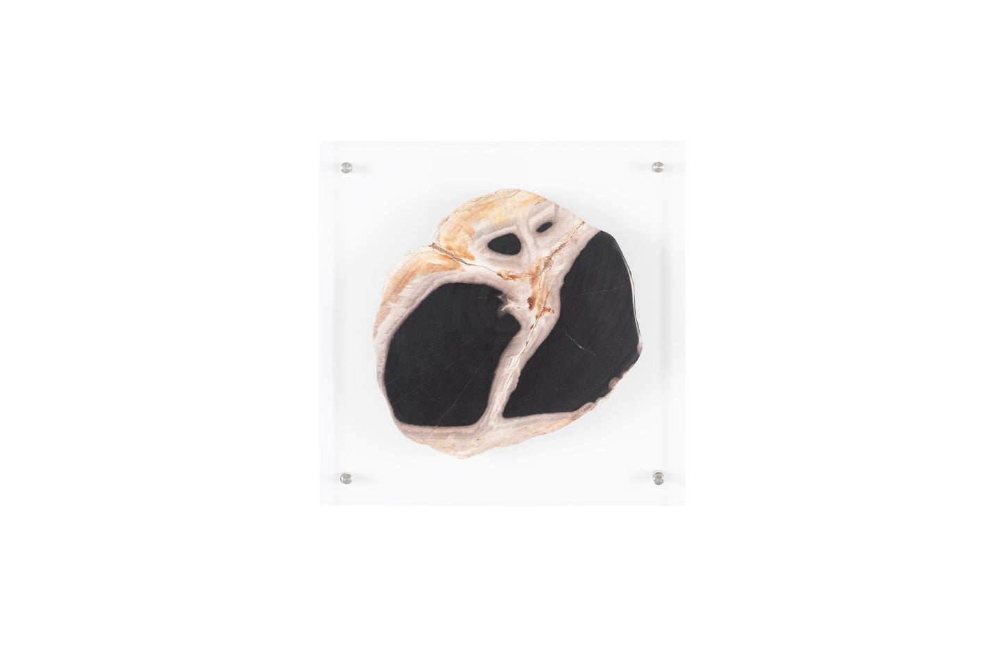 Floating Petrified Slice Wall Art, Assorted